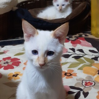 レッドポイントクリーム柄の青目の小悪魔ちゃん✨