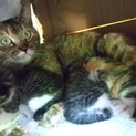 麦わら柄の母猫と４/１６生の子猫２～3匹で