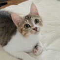 【一時中断】ボール大好き、活発なみかんちゃん