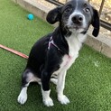 ビーグル　とても、人懐こい子犬　4か月