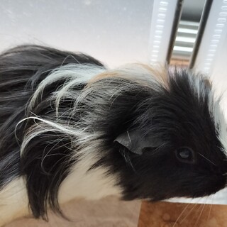 モルモット　メス　里親募集しています。