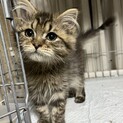 マンチカン　毛がふさふさの可愛い子  ３か月