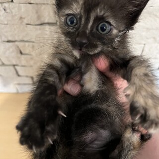 生後約1ヶ月　サビ　子猫　女の子