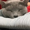 この子はあおちゃんと言いますﾖﾛｼｸﾈｯ(◍•ᴗ•◍)ゝ