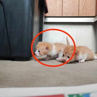 野良猫の赤ちゃんの里親募集です