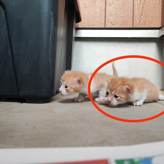 野良猫の赤ちゃんの里親募集です