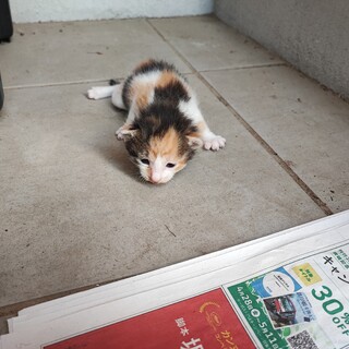 野良猫の赤ちゃんの里親募集です