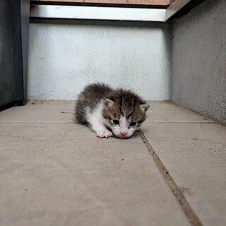 野良猫の赤ちゃんの里親募集です