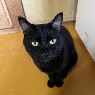 ハンサムな花くん