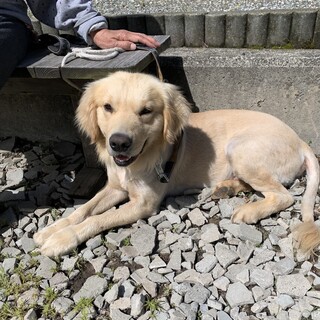 甘えん坊の男の子　募集一時中止