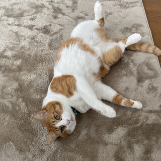 超甘えん坊の茶白猫♂