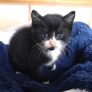 生後3週目のハチワレ猫「かんた」くん
