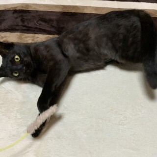 おしゃべり大好き　ふうこちゃん