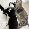 猫さん。