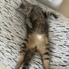 がんもくんですっ！yogibo使い慣れてる…笑まだ1歳なのにそのデカさ大丈夫か〜？笑