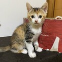 生後約2ヶ月半〜3ヶ月 ミケ柄 メス はなちゃん