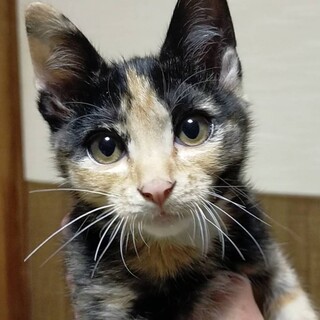 さつきちゃん(家族が決まりました)