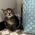 産業廃棄物コンテナ生まれの子猫ーズ