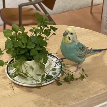 ハコベ大好物