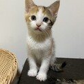 生後約2ヶ月半〜3ヶ月 メス三毛柄 こはなちゃん
