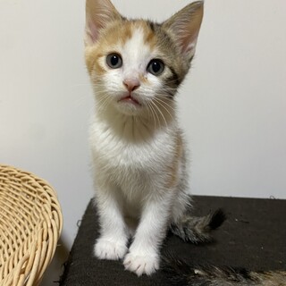 生後約2ヶ月半〜3ヶ月 メス三毛柄 こはなちゃん