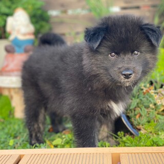 モフモフ小熊くん