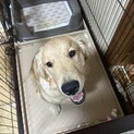 ゴールデンレトリバー 7ヶ月 受付一時停止
