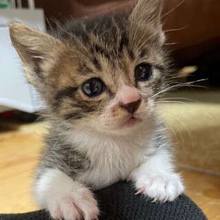 生後１ヶ月とっても甘えっ子な女の子