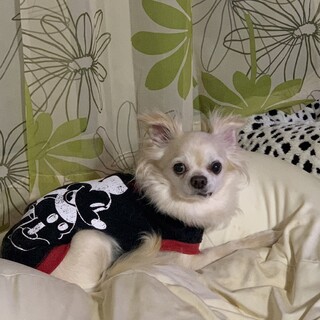 ハンディがあります「四葉」（よつば）ちゃん