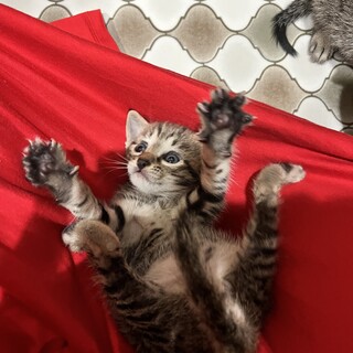 産業廃棄物コンテナ生まれのにゃんこ