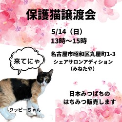 保護猫譲渡会