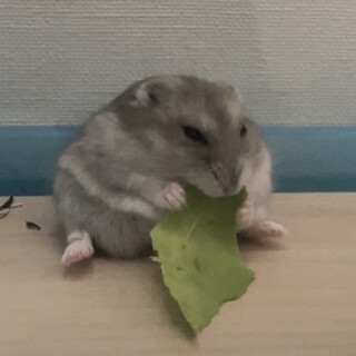 ブルーサファイアハムスター　里親募集