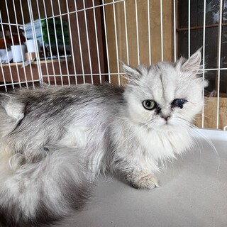 片目ミヌエット短足姫