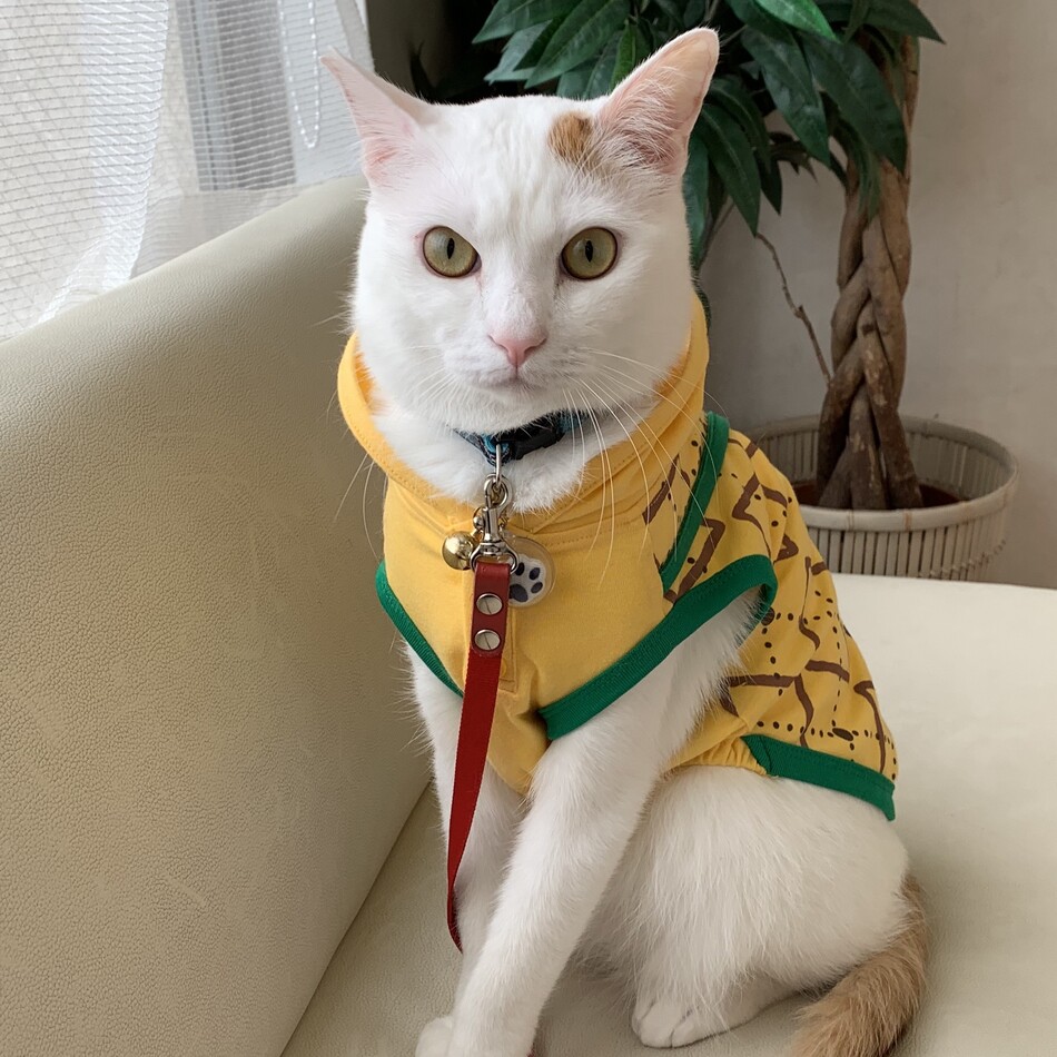 ソラのカバー写真