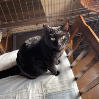 黒猫ジローさんは膝の上が好きです