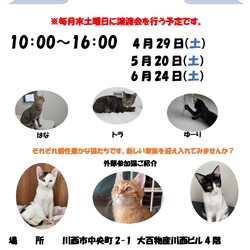 保護猫譲渡会