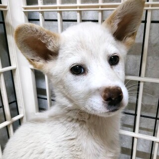 保健所からレスキューした子犬♂ぱっちり瞳のリップ