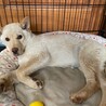 かなり性格良い子です✴︎3ヶ月半✴︎家族募集中 サムネイル2