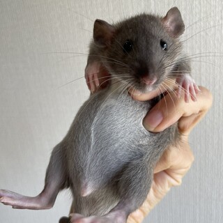 ファンシーラット１匹オス（決まりました）