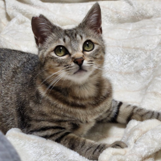 (募集休止中)『サクラ』♀