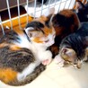 キュートな子ネコちゃん家族・多頭飼育から サムネイル3