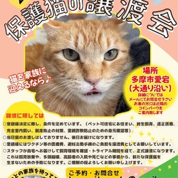 ◇猫の譲渡会◇in東京都多摩市◇ねこたま庵◇