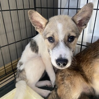 ツンデレ✴︎4ヶ月✴︎家族を探してます。