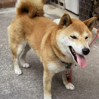 こはるちゃん＠里親様が決まりました