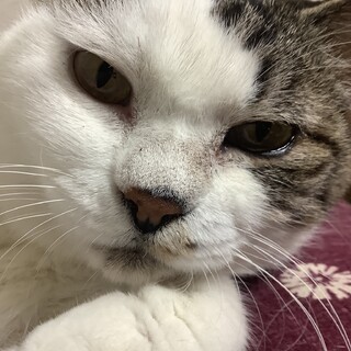 お茶目でかわいい♡キジ白の桜ちゃん