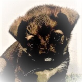 5-3-028◆可愛い子犬◆家族に迎えませんか？