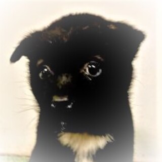 5-3-030◆可愛い子犬◆家族に迎えませんか？