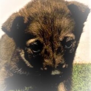 5-3-031◆可愛い子犬◆家族に迎えませんか？