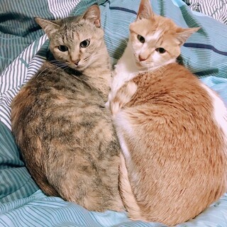 双子猫です