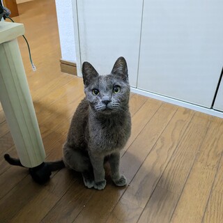 クマっぽい毛色の生後１年ぐらいのメスの子猫ちゃん